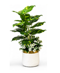 Artificial tropical indoor plant with white flowers in white woven pot with gold rim — home decor Pakistan