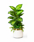 Artificial Dieffenbachia plant with trailing greens in white and gold woven pot — indoor decor Pakistan
