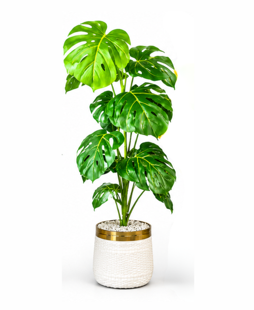 Large artificial Monstera Deliciosa plant in white woven pot with gold rim — indoor home decor Pakistan
