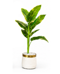 Artificial Variegated Tropical Plant Pakistan | Large Indoor Decor